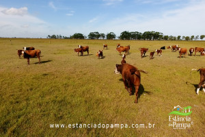 INICIO TOURO.00_01_22_28.Quadro007_3ea843262e4b422477712cf2993cdddb4c9bec54.jpg